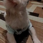 Hercules Blind Shih Tzu Japanesse Spitz