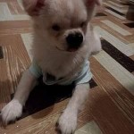 Hercules Blind Shih Tzu / Japanese Spitz