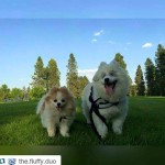 Hoshi Blind Pom Halo