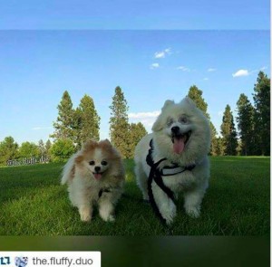Hoshi Blind Pom Halo