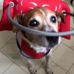Jack Jack Blind Beagle Halo