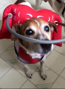 Jack Jack Blind Beagle Halo