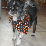 Jack Sparrow Blind Shih Tzu Halo