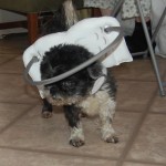 Jack Sparrow Blind Shih Tzu Halo