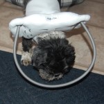 Jack Sparrow Blind Shih Tzu Halo