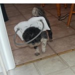 Jack Sparrow Blind Shih Tzu Halo