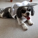 Marli Blind Shih Tzu