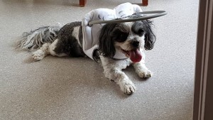 Marli Blind Shih Tzu