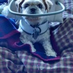 Mason Shih Tzu Blind Dog Halo