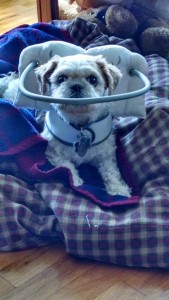 Mason Shih Tzu Blind Dog Halo