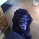 Moe Blind Cocker Spaniel Halo