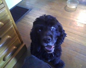 Moe Blind Cocker Spaniel Halo
