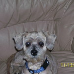 Yosemite Blind Shih Tzu Halo