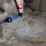 Yosemite Blind Shih Tzu Halo