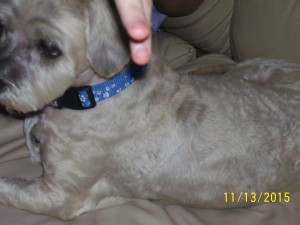 Yosemite Blind Shih Tzu Halo