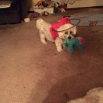 Zac Blind Coton De Tulear