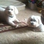 Zac Blind Shih Tuz Halo