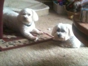 Zac Blind Shih Tuz Halo