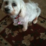 Zac Blind Shih Tzu Halo