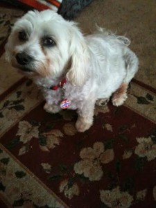 Zac Blind Shih Tzu Halo