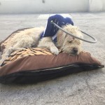 Bartholomew Blind Terrier Halo