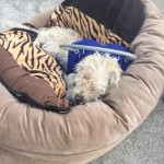 Bartholomew Blind Terrier