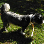 Jack Sparrow Blind Shih Tzu Halo