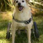 Joey Blind Terrier Halo