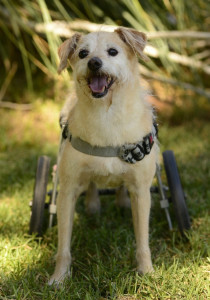 Joey Blind Terrier Halo
