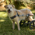 Joey Blind Terrier Halo