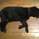 Moe Blind Cocker Spaniel Halo