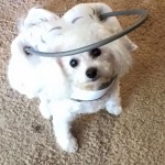 Chloe Blind Poodle Therapy Dog Halo