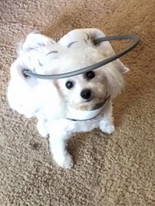 Chloe Blind Poodle Therapy Dog Halo
