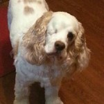Murdock Blind Cocker Spainiel Halo
