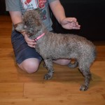 Gigi Blind Poodle halo