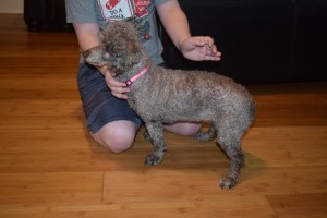 Gigi Blind Poodle halo