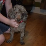 Gigi Blind Poodle Halo