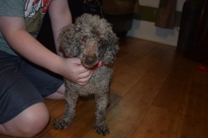 Gigi Blind Poodle Halo