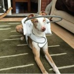 Scout Blind Lurcher Halo