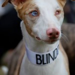 Scout Blind Lurcher Halo