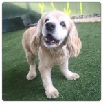 Moira Blind Cocker Spaniel Halo