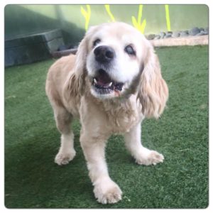 Moira Blind Cocker Spaniel Halo