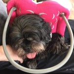 Lady Godiva Blind Shih Tzu Halo