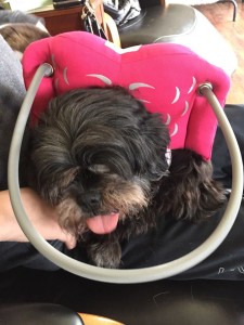 Lady Godiva Blind Shih Tzu Halo