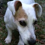 Basil Blind Jack Russell Terrier