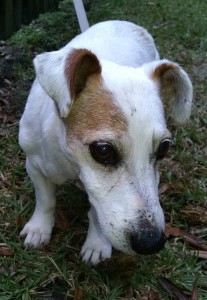 Basil Blind Jack Russell Terrier