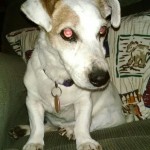 Basil Blind Jack Russell Terrier