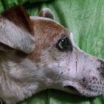 Basil Blind Jack Russell Terrier