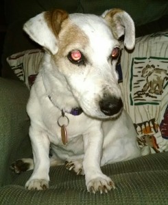 Basil Blind Jack Russell Terrier