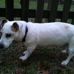 Basil Blind Jack Russell Terrier